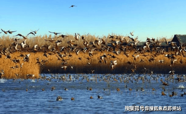 路劲象屿岛上的院子(营销中心)首页网站-岛上的院子销售中心(售楼处)-欢迎您-地址-价格-户型-小区环境-楼盘详情-交房时间-周边配套-售楼处电话(图3)