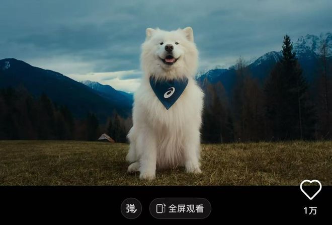 比人还自律？宠物“占领”瑜伽馆、游泳池连专属健身房都有！