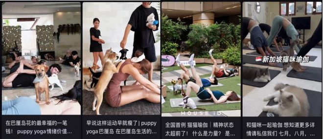 比人还自律？宠物“占领”瑜伽馆、游泳池连专属健身房都有！(图2)